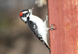 downy-woodpecker_1.jpg