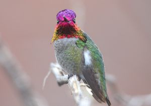 annas-hummingbird_1.jpg