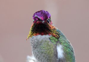 annas-hummingbird_2.jpg