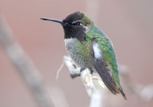 annas-hummingbird_3.jpg