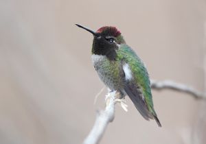 annas-hummingbird_5.jpg