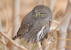 northern-pygmy-owl_02.jpg