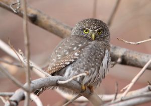 northern-pygmy-owl_06.jpg