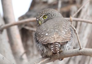northern-pygmy-owl_07.jpg