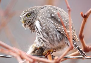 northern-pygmy-owl_08.jpg