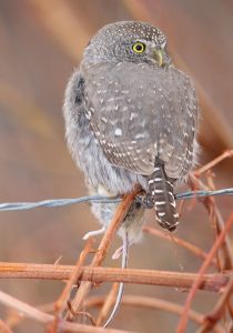 northern-pygmy-owl_10.jpg