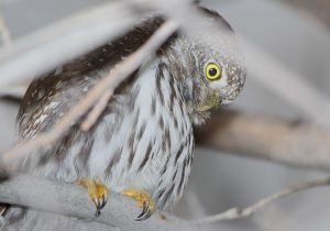 northern-pygmy-owl_11.jpg
