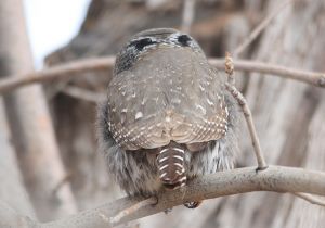 northern-pygmy-owl_12.jpg