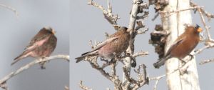 3-rosy-finches.jpg