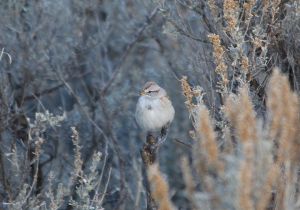 american-tree-sparrow_1.jpg