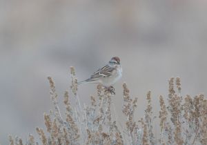 american-tree-sparrow_2.jpg