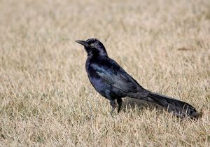great-tailed-grackle.jpg
