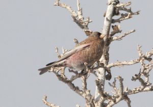 brown-capped-rosy-finch.jpg
