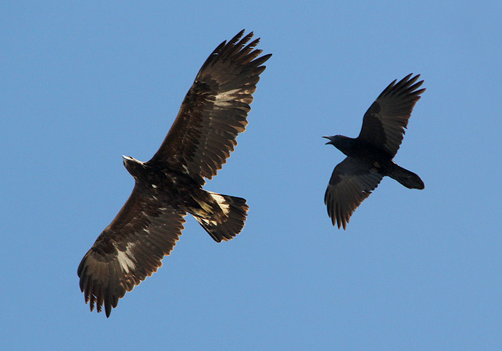 Golden Eagle - Golden Eagle and Common Raven - Tim Avery Birding