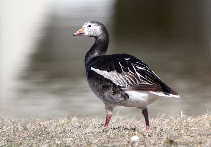 Snow x Ross's Goose Hybrid Ross's X Snow Goose Hybrid Tim Avery