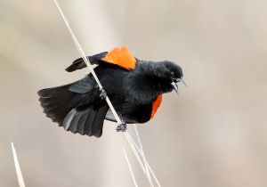 red-winged-blackbird_3.jpg