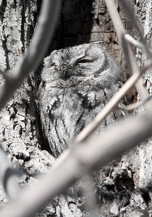 Western ScreechOwl Western ScreechOwl Tim Avery