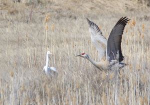 great-egret-sandhill-crane_1.jpg