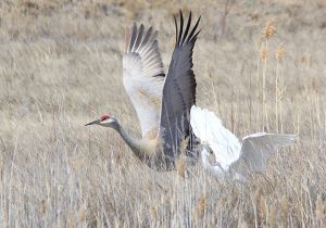 great-egret-sandhill-crane_3.jpg