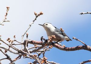 white-breasted-nuthatch.jpg