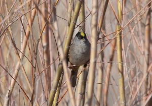 golden-crowned-sparrow_5.jpg