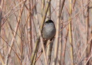 golden-crowned-sparrow_6.jpg