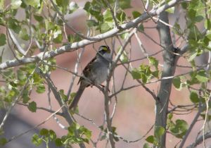white-throated-sparrow.jpg