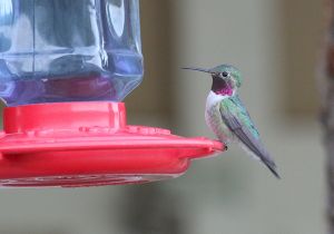 broad-tailed-hummingbird.jpg