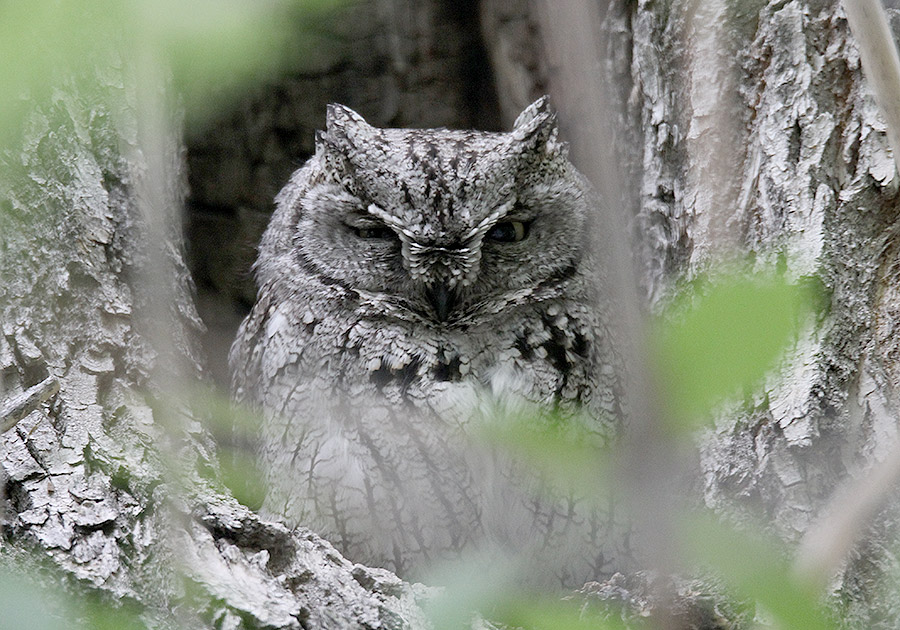 Western ScreechOwl Western ScreechOwl Tim Avery
