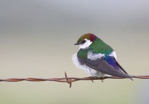 violet-green-swallow_2.jpg