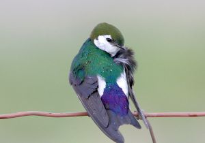 violet-green-swallow_3.jpg