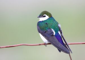 violet-green-swallow_4.jpg