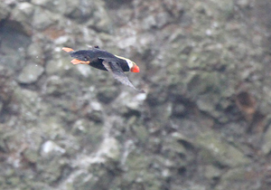 tufted-puffin_01.jpg