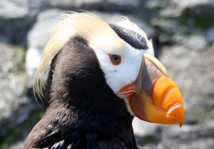 tufted-puffin_1.jpg