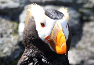 tufted-puffin_2.jpg