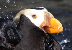 tufted-puffin_4.jpg