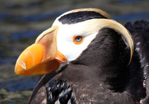tufted-puffin_5.jpg