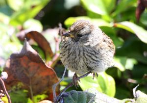 white-crowned-sparrow_1.jpg