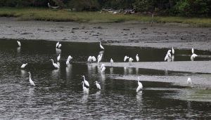 great-egrets.jpg