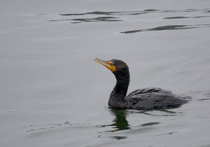 double-crested-cormorant.jpg