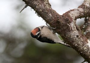 downy-woodpecker_3.jpg