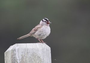 white-crowned-sparrow_1.jpg