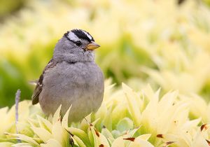 white-crowned-sparrow_2.jpg