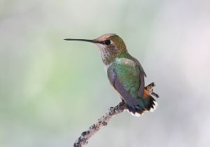 rufous-hummingbird_1.jpg