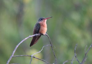 cinnamon-hummingbird_1.jpg