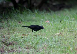 melodious-blackbird.jpg