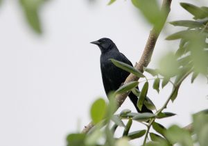 melodious-blackbird_2.jpg