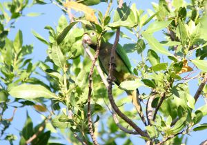 olive-throated-parakeet.jpg