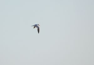 royal-tern.jpg