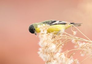 lesser-goldfinch.jpg
